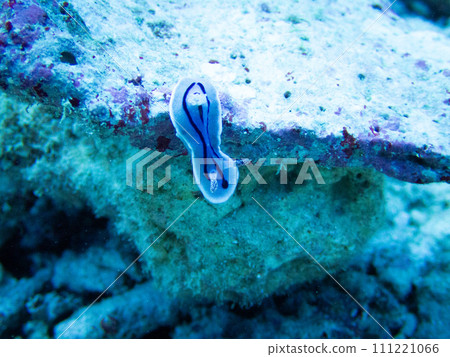 A sea slug looking down from a rock 111221066