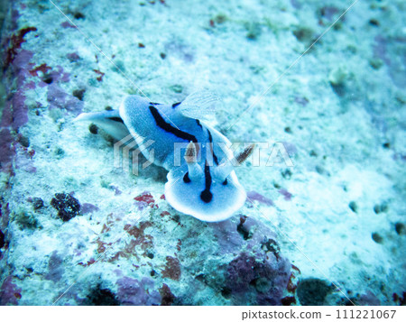 A sea slug facing this way 111221067