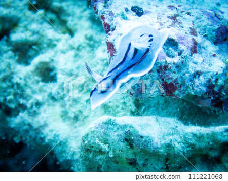 A sea slug stretching its neck 111221068