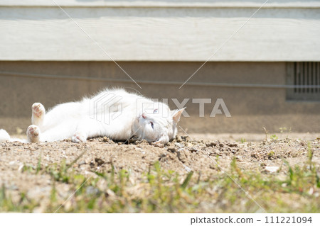 Cat rolling around on the dirt Cat rolling around on the dirt 111221094