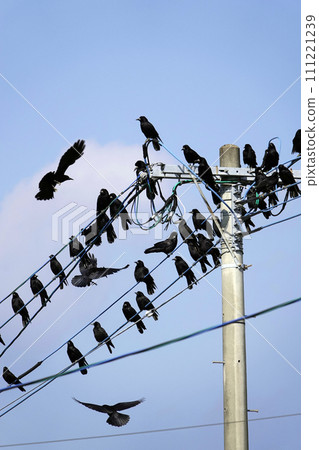 A large flock of crows gathers and perches on a power line 111221239