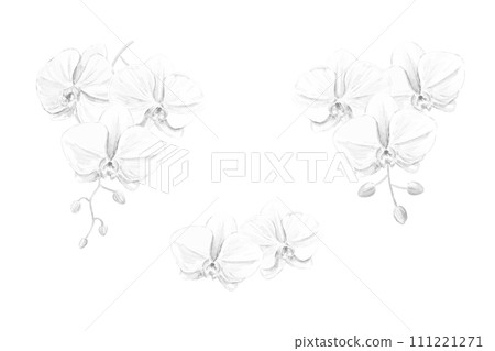 蝴蝶蘭單色向量插圖集 111221271