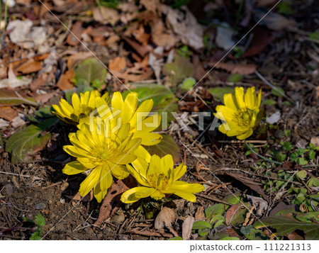 Amur adonis that announces the arrival of spring Amur adonis that announces the arrival of spring 111221313
