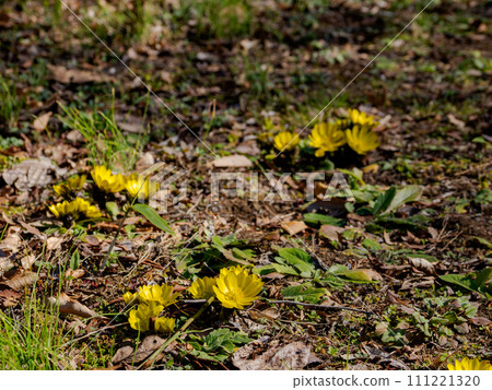 宣布春天到來的阿穆爾人阿多尼斯 宣布春天到來的阿穆爾人阿多尼斯 111221320