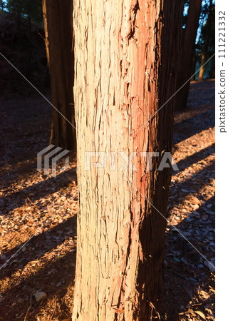 Cedar trunk in the park illuminated by the setting sun Cedar trunk in the park illuminated by the setting sun 111221332