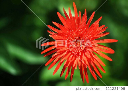 Red Gerbera Flower 111221406