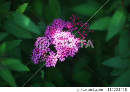 The red flowers of spirea bloom in the sunlight filtering through the foliage The red flowers of spirea bloom in the sunlight filtering through the foliage 111221418