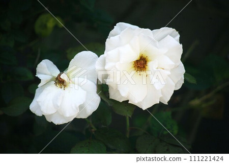 玫瑰大白花 玫瑰大白花 111221424