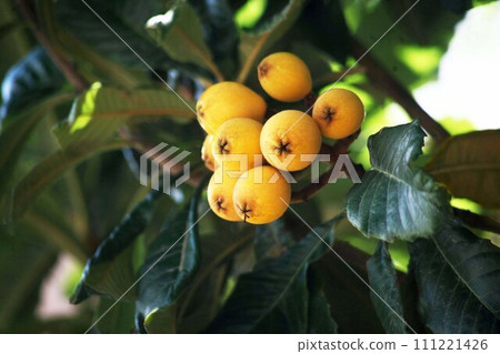 準備吃的枇杷 準備吃的枇杷 111221426