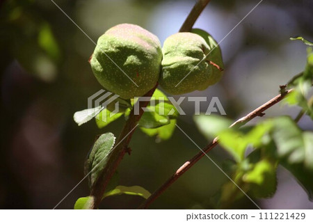 A young fruit that has grown big 111221429