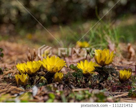 宣布春天到來的阿穆爾人阿多尼斯 111221452