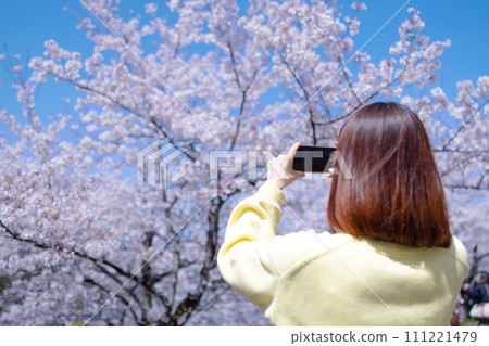 Woman photographing cherry blossoms in full bloom 111221479