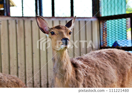 Hokkaido Noboribetsu City Sunchild's Ezo Deer 111221480