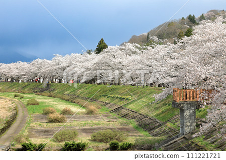 角館 - 檜內川沿岸綿延約 2 公里的一排櫻花樹盛開(櫻花名勝百選) 角館 - 檜內川沿岸綿延約 2 公里的一排櫻花樹盛開(櫻花名勝百選) 111221721