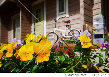 Yellow flowers soaking up the spring sun in front of the log house Yellow flowers soaking up the spring sun in front of the log house 111221754