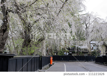 陸奧角館武士住宅街 垂枝櫻花盛開的小京都 111221826