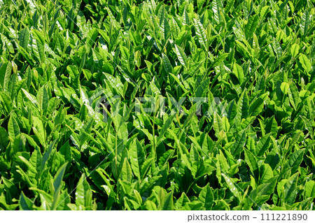 沐浴在清晨陽光下的新鮮綠茶田 沐浴在清晨陽光下的新鮮綠茶田 111221890