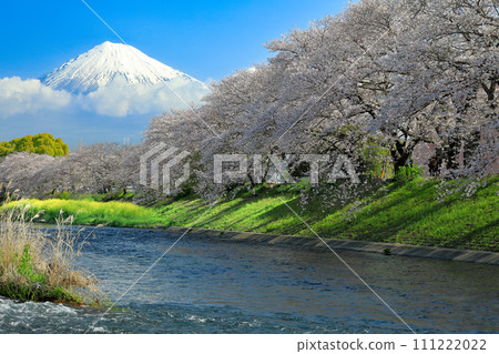 靜岡縣富士市，十二川龍河淵和富士山沿岸盛開的櫻花樹 111222022