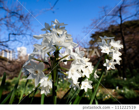 Pure white daffodil blooming on a sunny day in winter [Paper White] 111222519