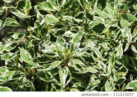 abstract background - shrub with green leaves 111223037