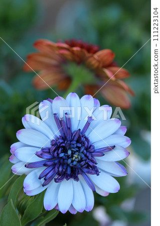 春天盛開的花朵 Osteospermum 111223104