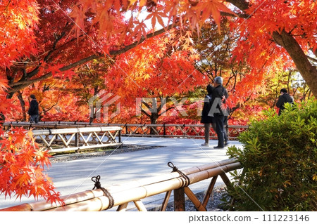 Landscape with autumn leaves Landscape with autumn leaves 111223146