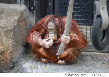 Orangutan of Tama Zoo Orangutan of Tama Zoo 111223163