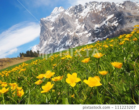 瑞士春天格林德瓦鮮花和艾格峰 瑞士春天格林德瓦鮮花和艾格峰 111223207