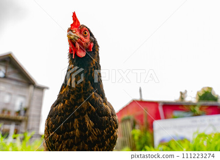 Chicken in the wild Chicken in the wild 111223274