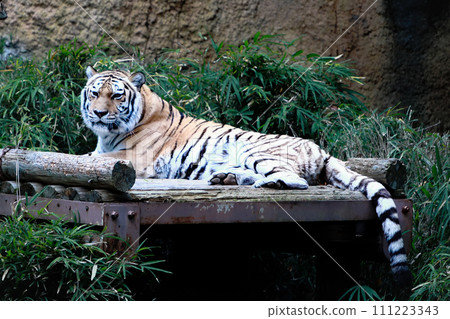 Amur tiger at Tama Zoo Amur tiger at Tama Zoo 111223343