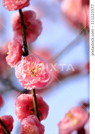 早春雨後梅花 早春雨後梅花 111223377