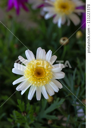 Margaret Spring Flowers Love Fortune True Love Margaret Spring Flowers Love Fortune True Love 111223378