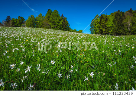 Abundant white daffodil flowers on the green slope in Slovenia Abundant white daffodil flowers on the green slope in Slovenia 111223439