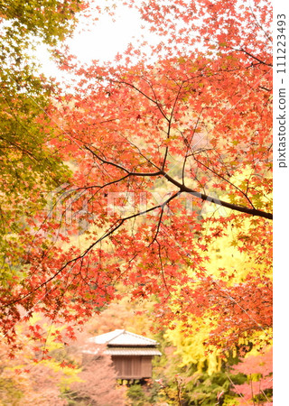 Tochigi Ashikaga Gyodozan Joinji Temple autumn leaves 111223493