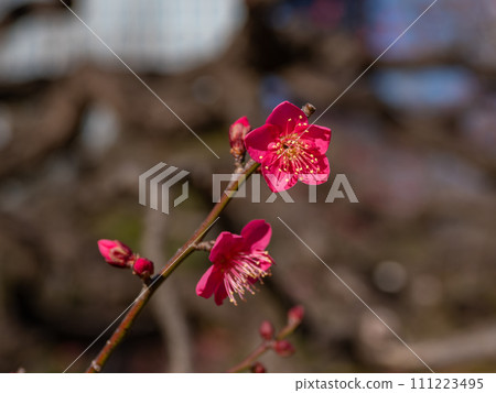 Beautiful red plum blossoms that have begun to bloom in winter [Red Chidori] 111223495