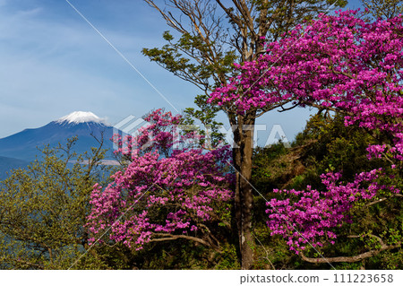 Tanzawa with azalea blooming and Mt. Fuji with remaining snow seen from the Hidomaru ridgeline 111223658
