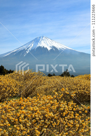 靜岡縣富士宮市白絲瀑布自然公園和富士山盛開的三俁田 靜岡縣富士宮市白絲瀑布自然公園和富士山盛開的三俁田 111223666