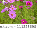 Cosmos flowers 111223698