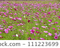  Cosmos field 111223699