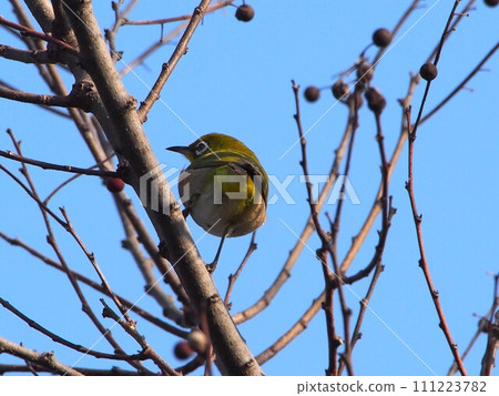 White-eye’s butt! (Back view of Mejiro perched on a hackberry branch) 111223782