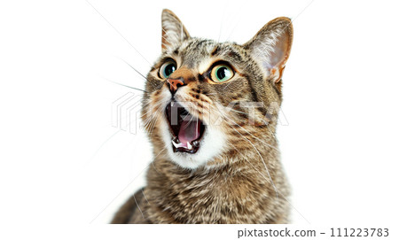 Surprised look cat 111223783