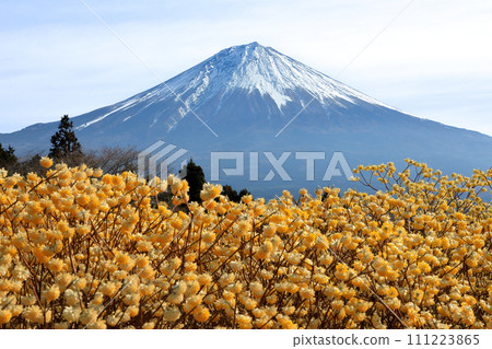 靜岡縣富士宮市白絲瀑布自然公園和富士山盛開的三俁田 靜岡縣富士宮市白絲瀑布自然公園和富士山盛開的三俁田 111223865