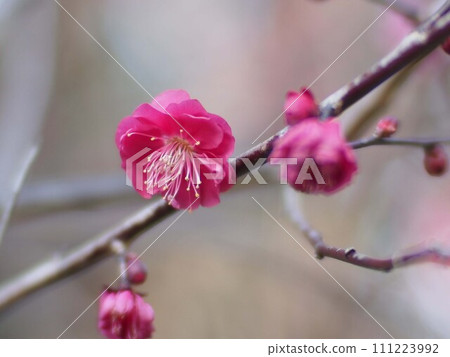 枝頭雙紅梅花特寫（單紅梅） 111223992