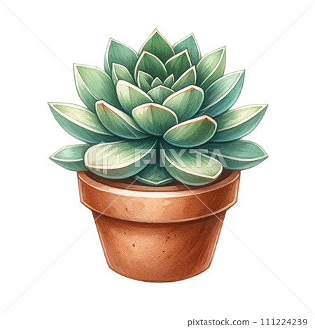 Succulent plant with a terracotta pot and pebbles. watercolor clipart Succulent plant with a terracotta pot and pebbles. watercolor clipart 111224239