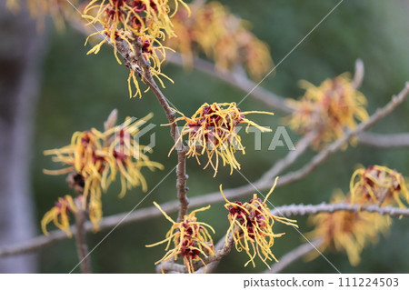 具有獨特花朵外觀的萬作花露 111224503