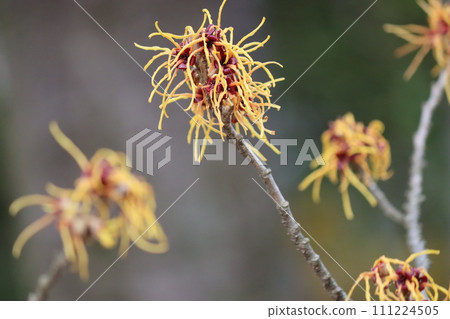 花型獨特的萬作花八 花型獨特的萬作花八 111224505