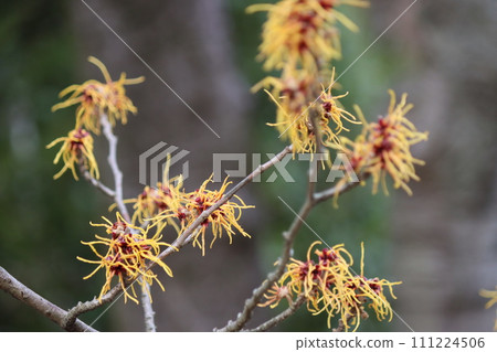 花貌獨特的萬作花-9 111224506