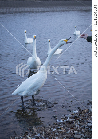 Swans playing in the shallows of the river Swans playing in the shallows of the river 111224634