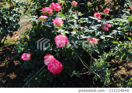 Arao City Ominous Citizen Flower Bed Rose Flower, 111224648