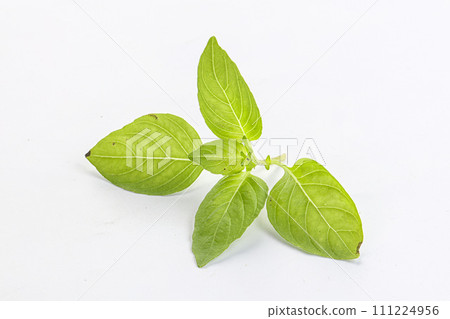 Raw green basil leaves seasoning Raw green basil leaves seasoning 111224956